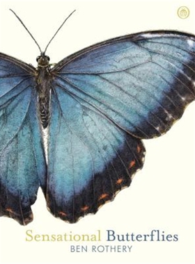 现货 Sensational Butterflies   蝴蝶和飞蛾手绘百科 自然插画师本·罗瑟里 精装 上海外文书店