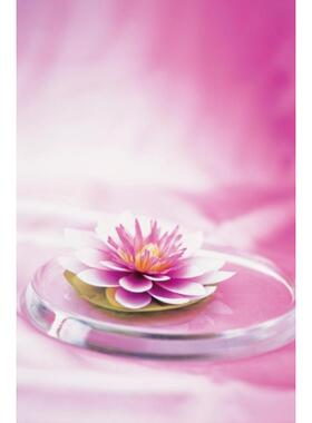 预订不退不换Memo Block Waterlily