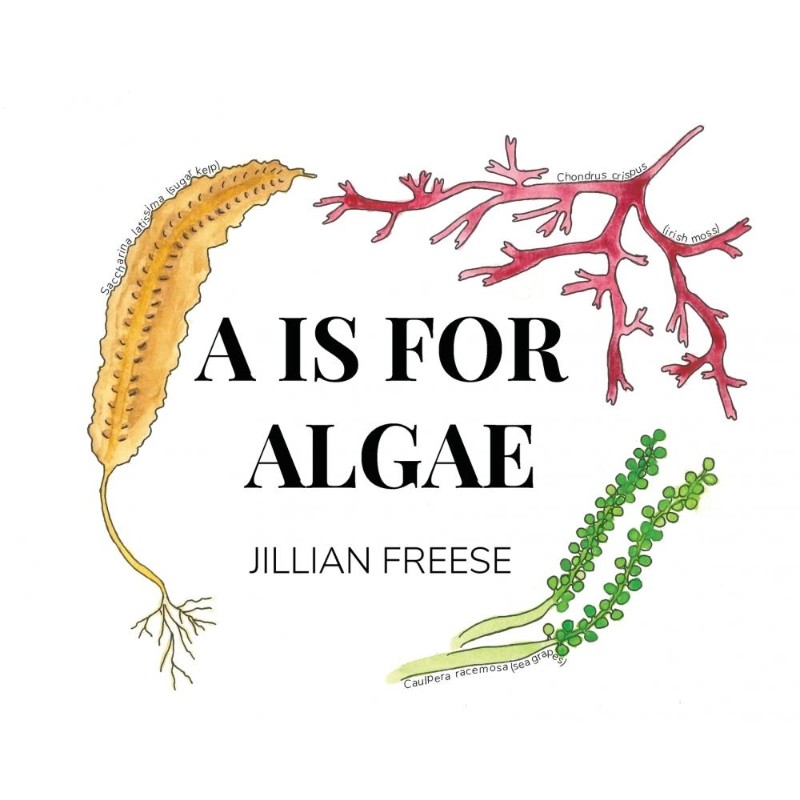 预订，预计下单后2-3周左右发货！