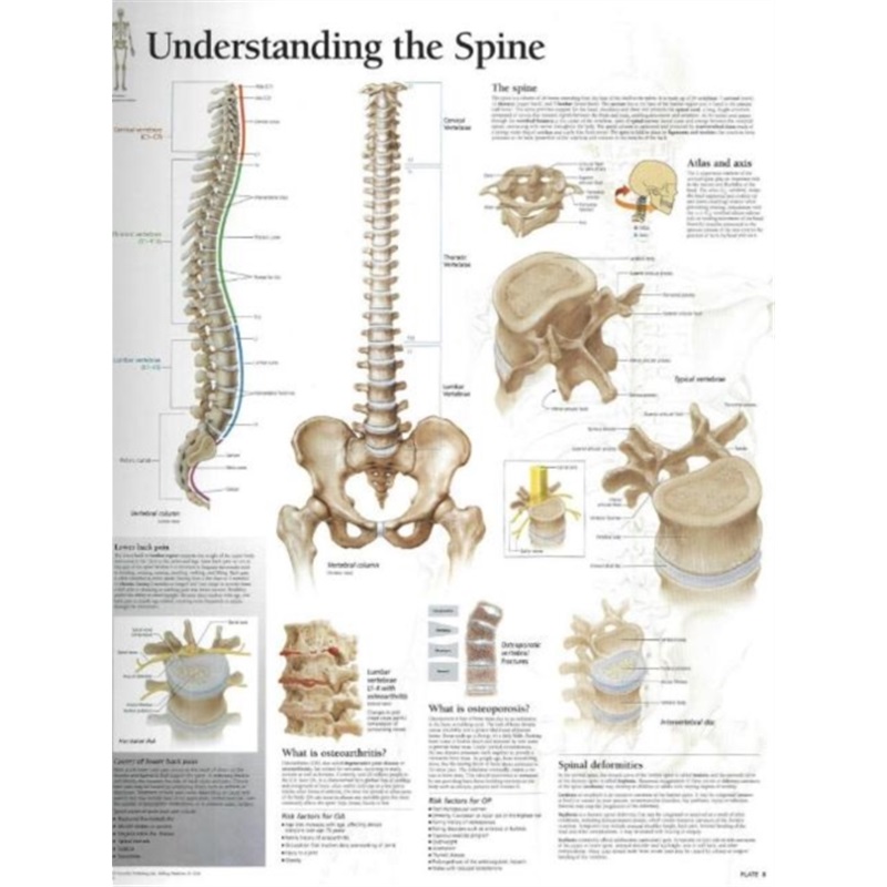 预订Understanding the Spine Laminated Poster[9781930633773]