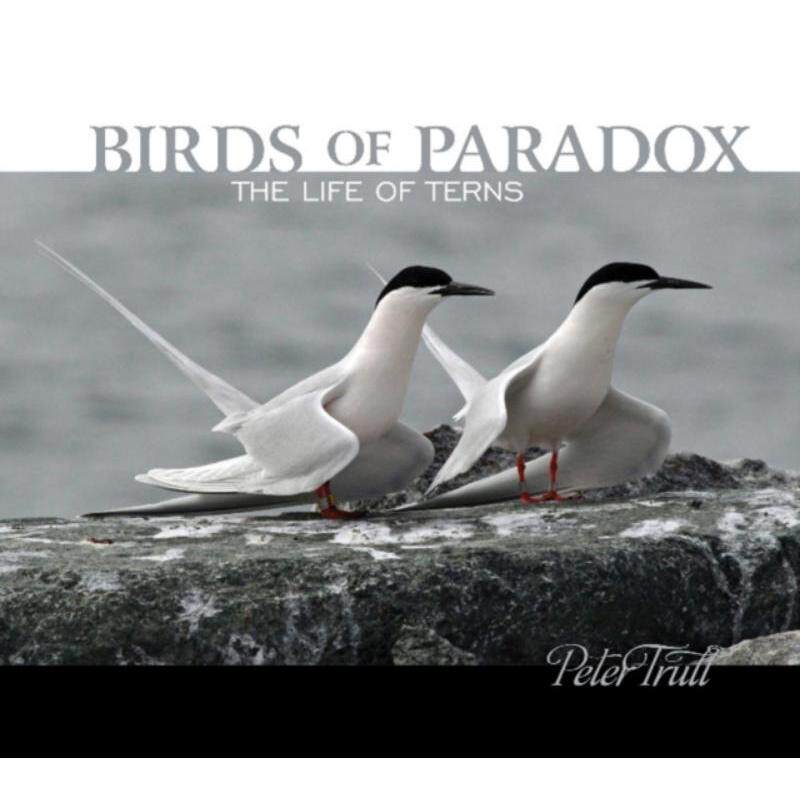预订不退不换Birds of Paradox: The Life of Terns