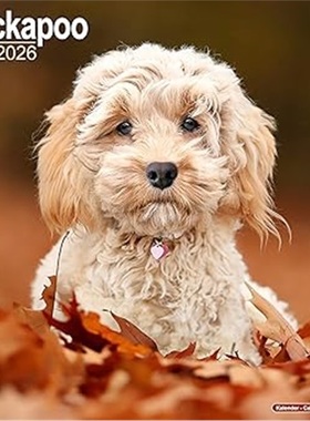 预订Cockapoo Calendar 2026  Square Dog Breed Wall Calendar - 16 Month[9781804606292]