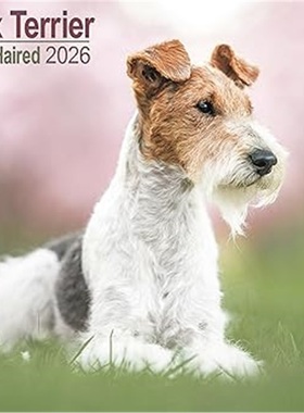 预订Fox Terrier Wirehaired Calendar 2026  Square Dog Breed Wall Calendar - 16 Month[9781804606445]