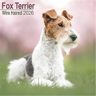 预订Fox Terrier Wirehaired Calendar 2026  Square Dog Breed Wall Calendar - 16 Month[9781804606445]