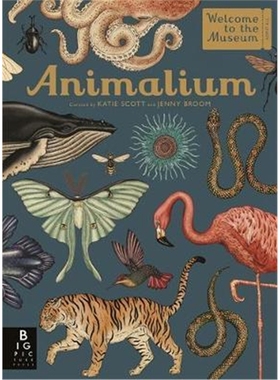 现货 Animalium