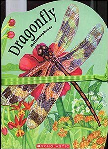 Metamorphoses:Dragonfly