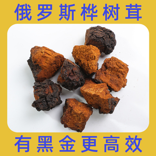 桦树茸俄罗斯进口野生华树茸黑金颗粒白桦茸的功效和作用非长白山