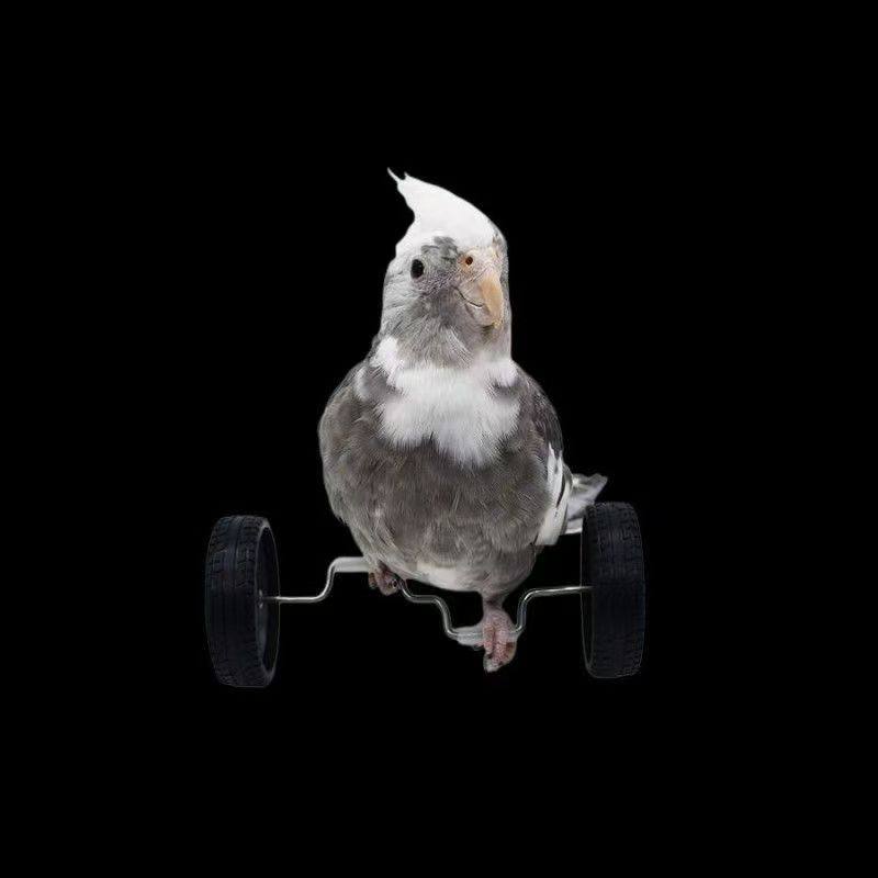 鹦鹉训练表演平衡车道具玩具虎皮牡丹玄风鸟笼用品用具手养互动,宠物/宠物食品及用品,鸟玩具,淘宝优惠券,粉丝福利购,淘宝优惠卷
