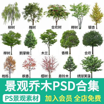 园林景观乔木PS素材PNG常用树木花灌木效果图后期免扣psd常绿植物