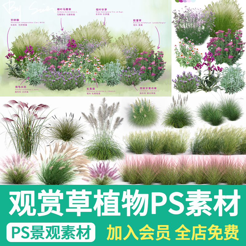 观赏草蒲苇芦苇粉黛乱子草PS景观花卉花境植物组团搭配psd素材库 商务/设计服务 设计素材/源文件 原图主图