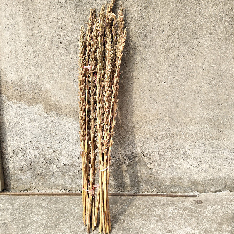 黑芝麻秸秆芝麻杆干花芦柴杆黑豆杆稻结婚乔迁搬家开业农作物装饰