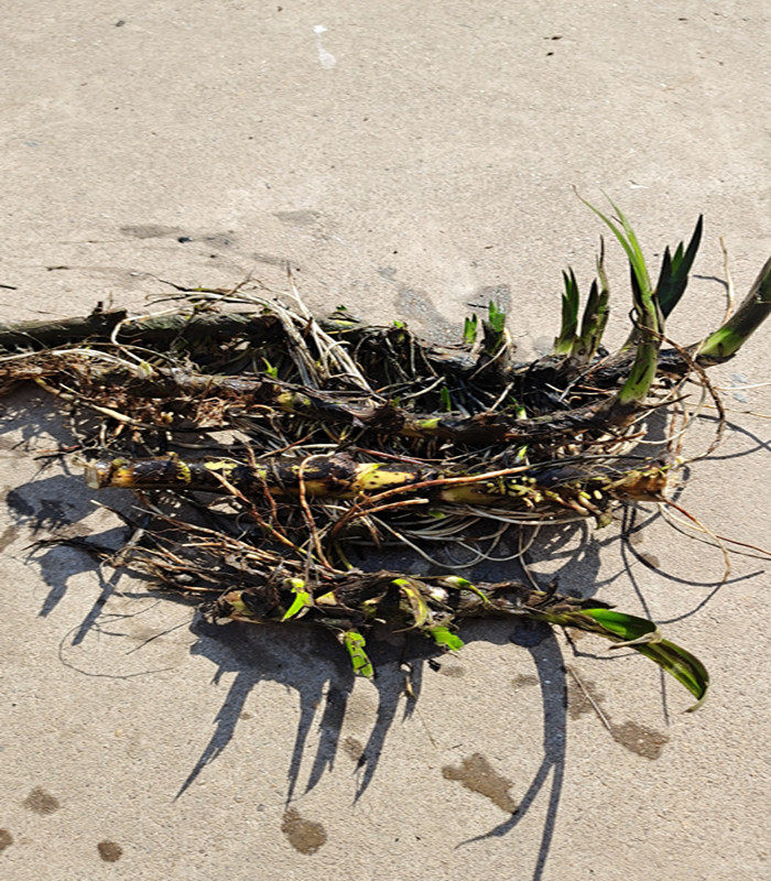 新鲜水菖蒲老根泥菖莆臭蒲根水菖蒲草根水剑草材中药材现挖包邮