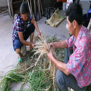 扬州新鲜白茅根野茅草根毛草根竹蔗芦根中药材甜草根清火500g包邮
