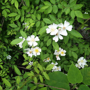 山蔷薇花野蔷薇花悬钩子蔷薇花苗原生苗野金樱荼蘼花夜尿果蔷薇根