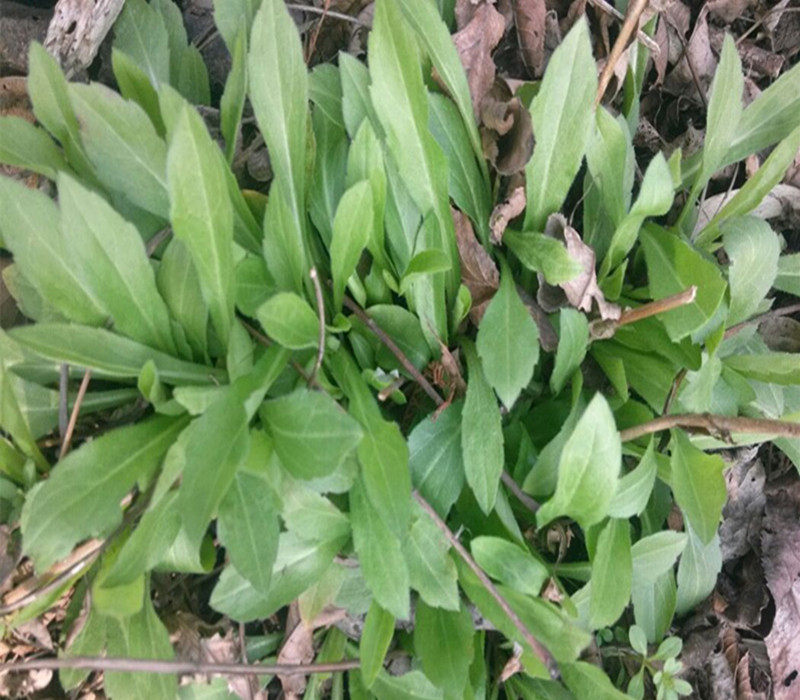 扬州新鲜马兰头野马兰头时令野菜红梗菜新鲜蔬菜现采4斤顺丰包邮