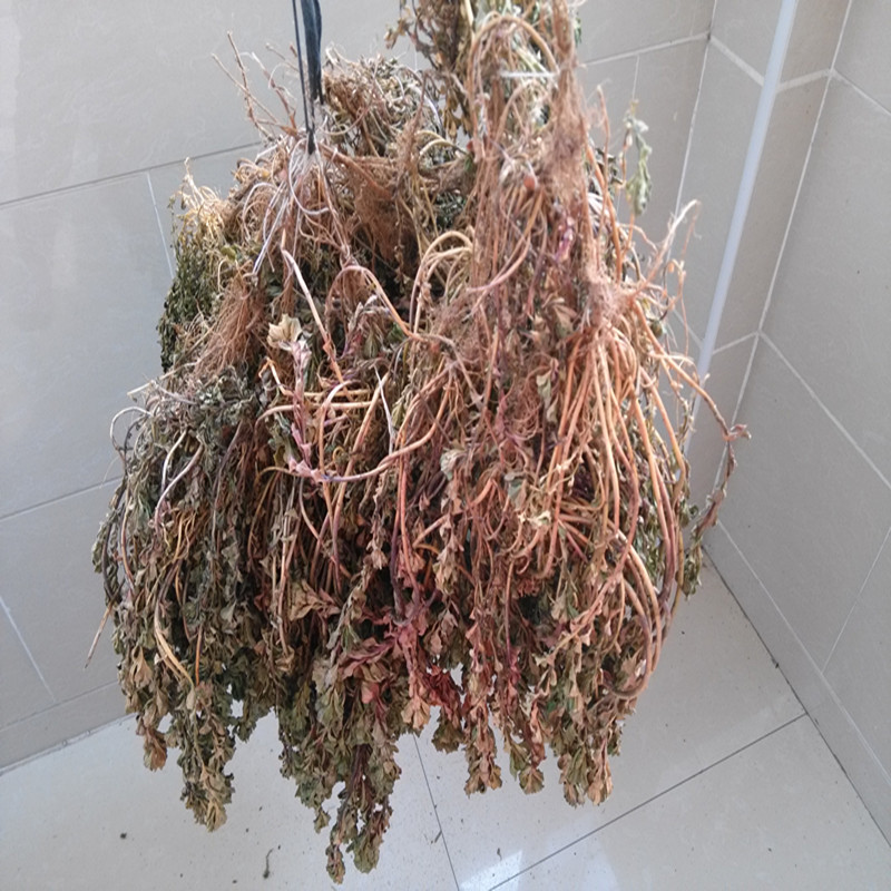 新鲜泽漆猫眼草 泽漆 五朵云 五灯草乳浆大戟干品250g 包邮