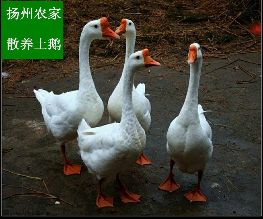 扬州农家散养整只现杀顺丰大白鹅