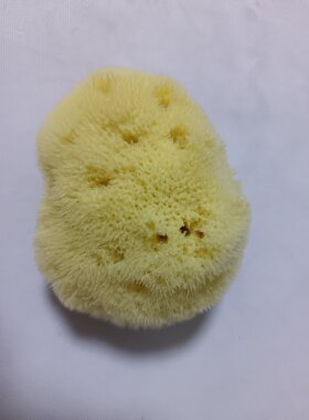 实拍希腊进口天然丝海绵 洁面卸妆洗脸丝绒海绵 洗泥面膜9—10cm