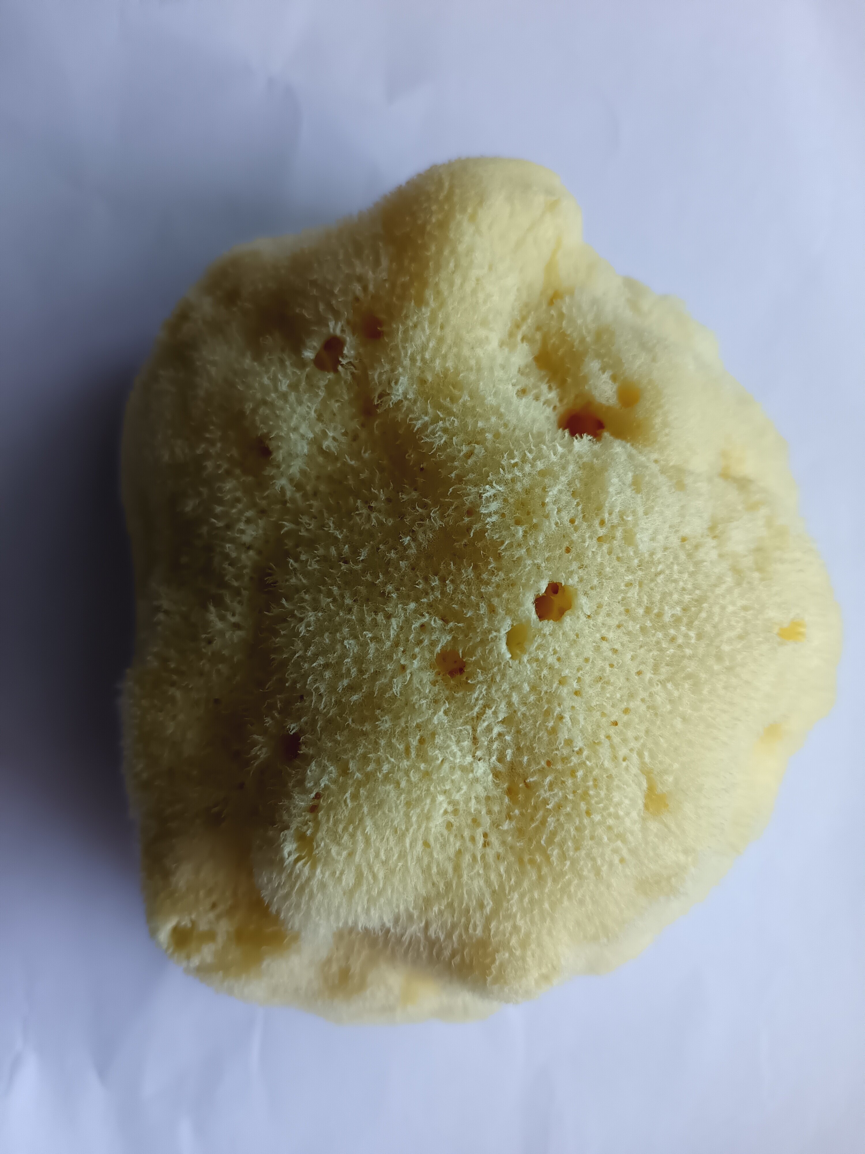 实拍图【希腊进口】地中海天然海绵 14厘米 沐浴 洗澡 婴儿丝海绵