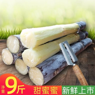广西上思黑皮甘蔗新鲜９斤整根应季孕妇食用水果包甜脆无公害包邮