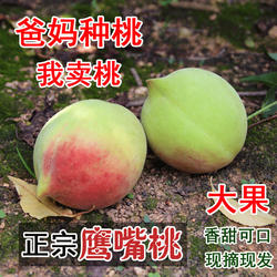 正宗鹰嘴桃9斤新鲜当季脆桃甜水果赣南寻乌水蜜桃5非广东连平毛桃