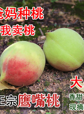 正宗鹰嘴桃9斤新鲜当季脆桃甜水果赣南寻乌水蜜桃5非广东连平毛桃