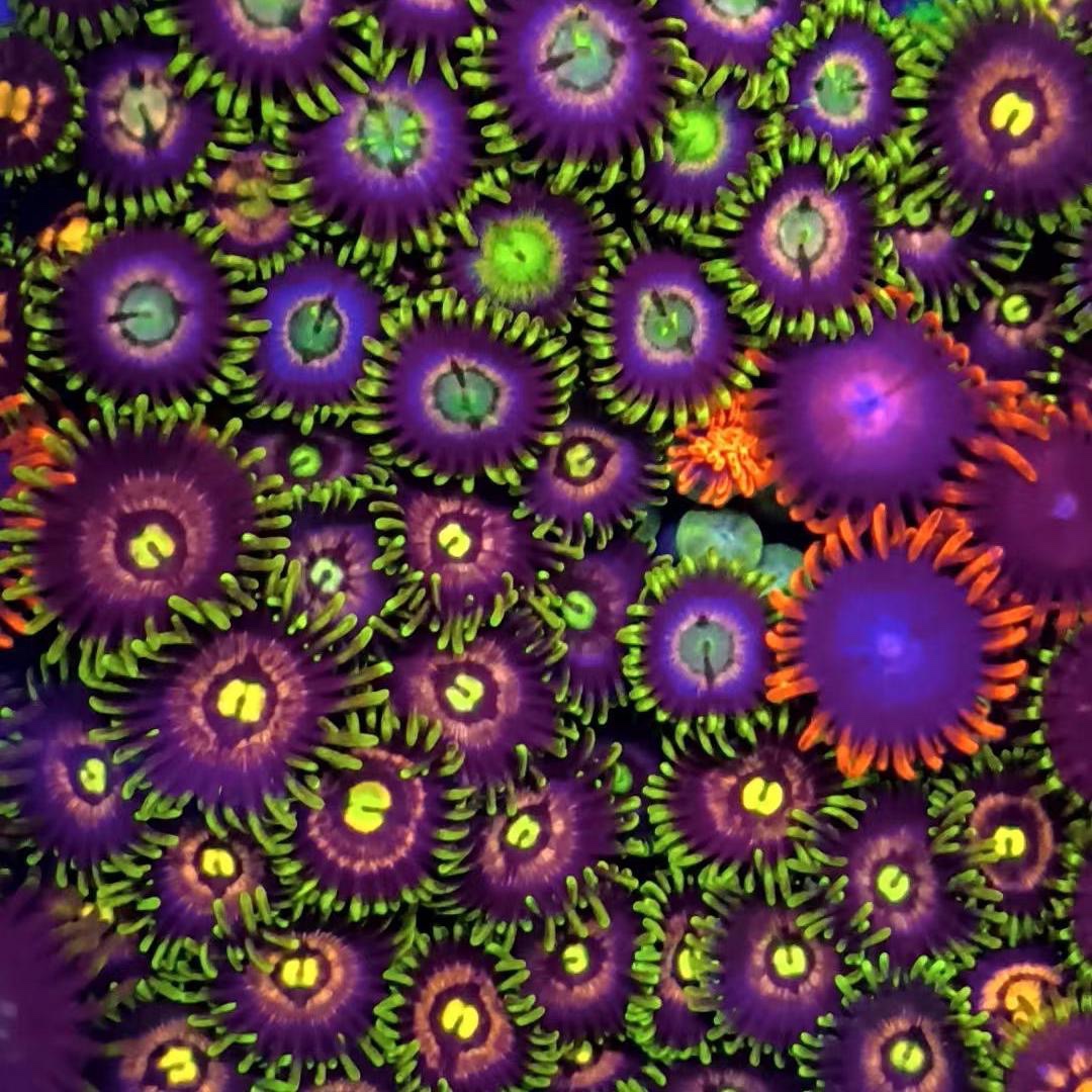 海水珊湖活体生物珊瑚幻彩纽扣盘新手拼盘珊瑚类珊湖海缸观赏宠物