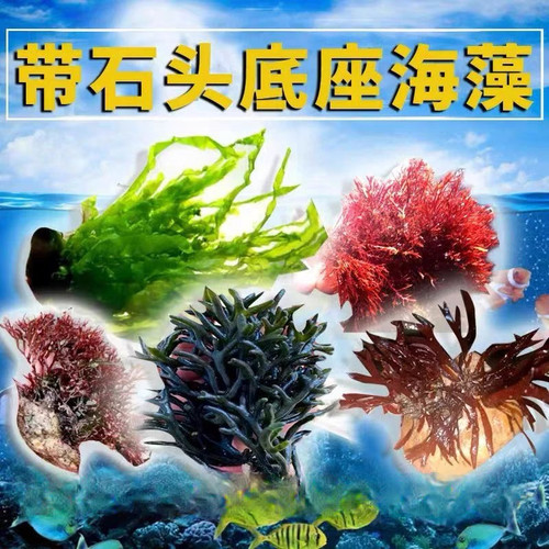 海藻植物海星螃蟹吃藻珊瑚藻海草
