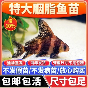 胭脂鱼苗一帆风顺鱼淡水冷水好养耐活清道夫观赏鱼缸清洁鱼工具鱼