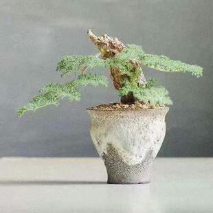 羽叶洋葵T triste 枯木洋葵 一物一拍 播种实生