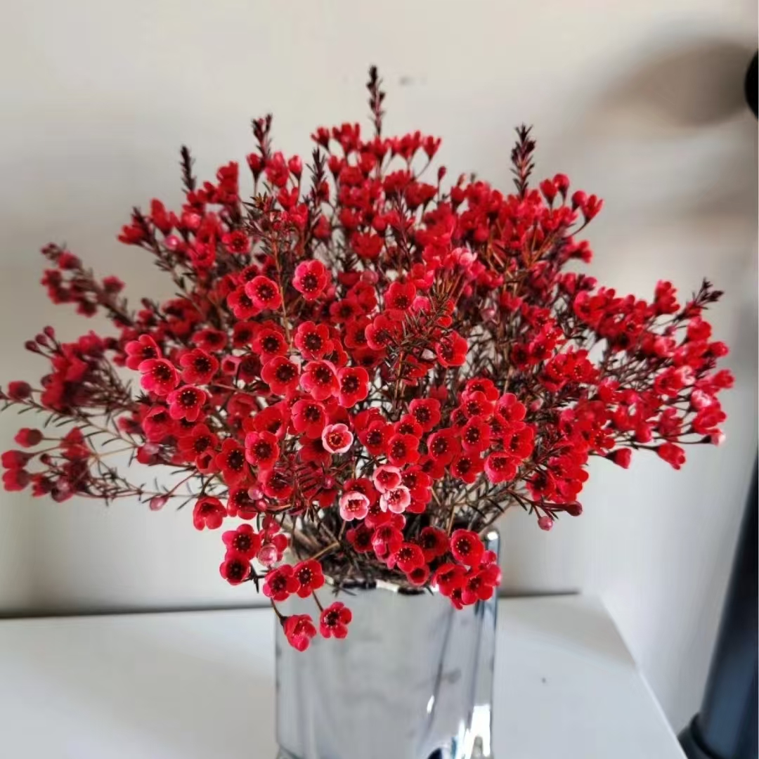 红色澳洲腊梅花 年宵花 （1单包邮2单升级京东或德邦或顺丰）