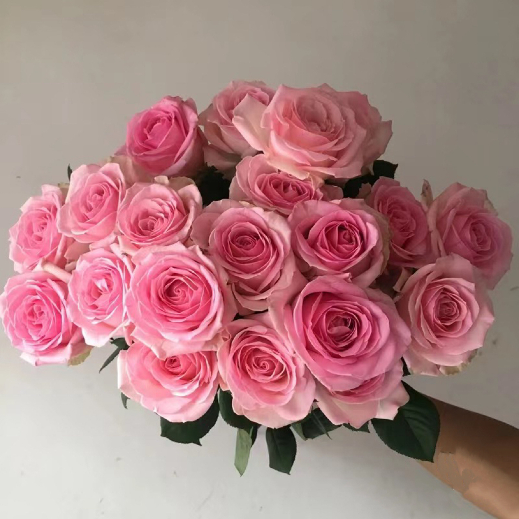 桃红雪山玫瑰18支+2支防损 云南直发生日礼物家庭插花