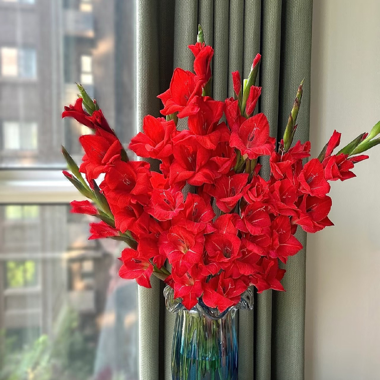 红色剑兰花期长（1单包邮 2单升级快递）,鲜花速递/花卉仿真/绿植园艺,花材,淘宝优惠券,粉丝福利购,淘宝优惠卷