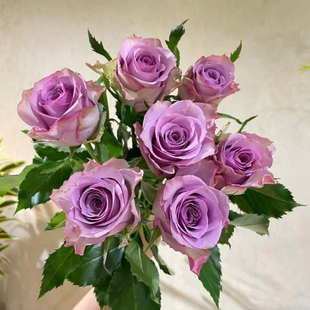 紫霞仙子玫瑰18支+2支防损 鲜切花(1单包邮 2单升级快递)