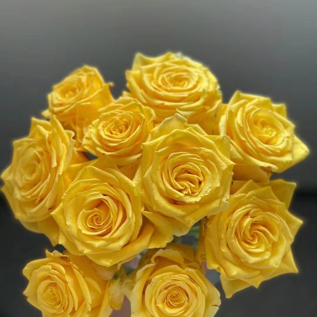 金枝玉叶18支+2支防损 （1单包邮2单升级快递）