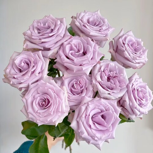 海洋之歌玫瑰20支