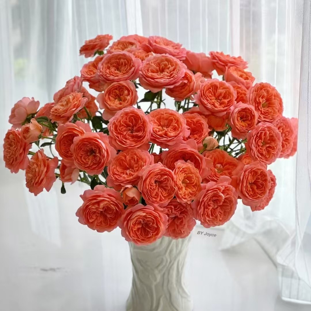 杏色果汁多头玫瑰9支+1支防损（1单包邮 2单升级快递）,鲜花速递/花卉仿真/绿植园艺,花材,淘宝优惠券,粉丝福利购,淘宝优惠卷