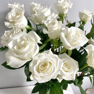 骄傲玫瑰18支 2支防损