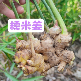 廉江正宗糯米姜坐月子煲鸡酒糯米姜无渣新鲜现挖小黄姜嫩姜老姜