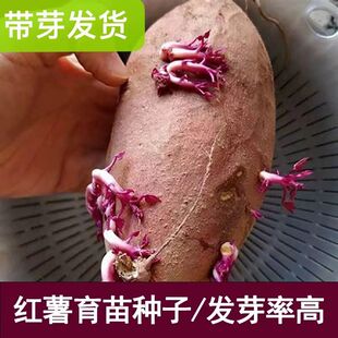 育苗发芽红薯香甜糖心蜜薯番薯红苕种瓜红皮红心蜜薯可留种带芽