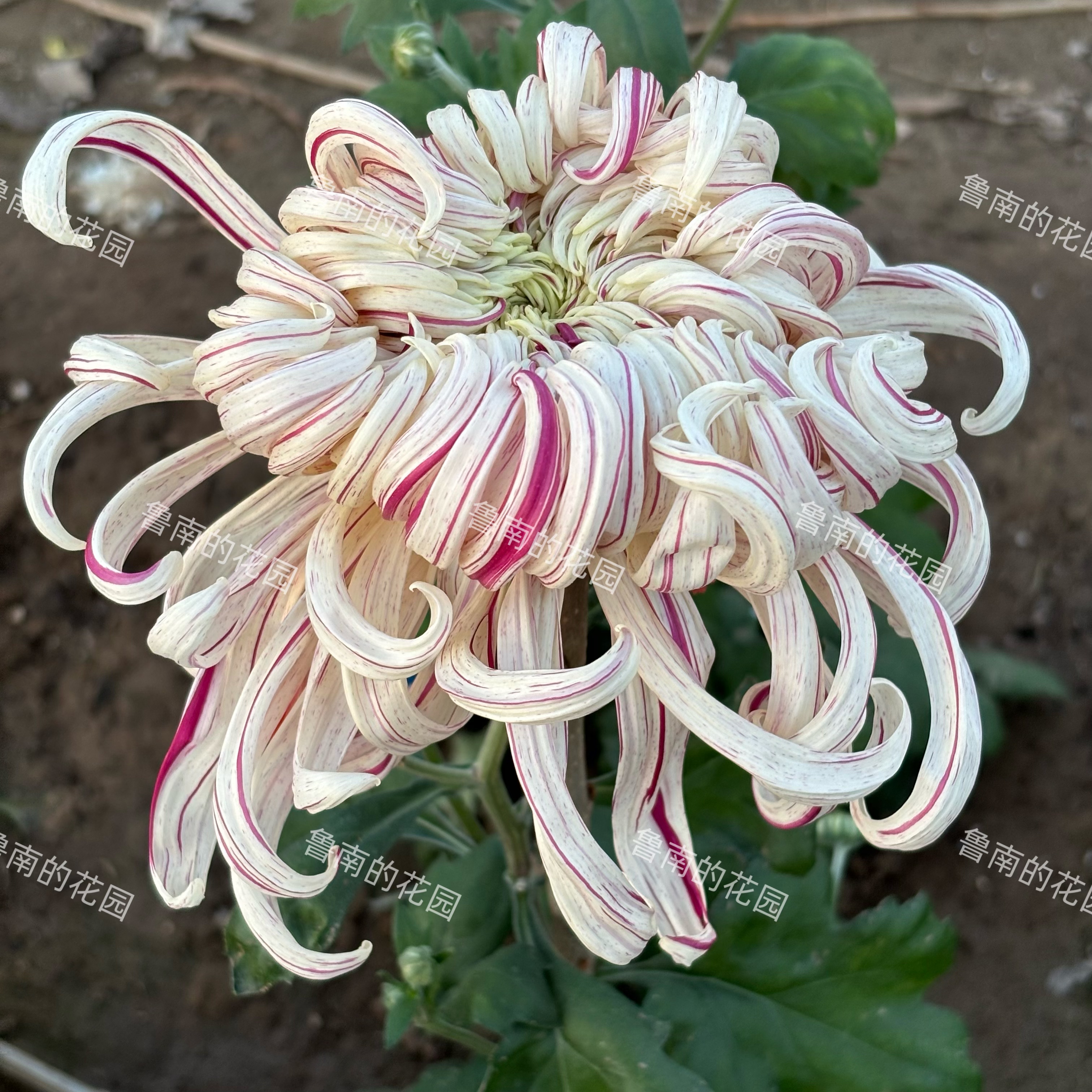 鲁南的花园大菊花苗2D组 多品菊花类