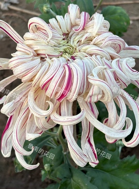 鲁南的花园大菊花苗2D组 多品种穴盘苗 丹青溢彩 西施浣纱