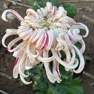 鲁南的花园大菊花苗2D组 多品种穴盘苗 丹青溢彩 西施浣纱