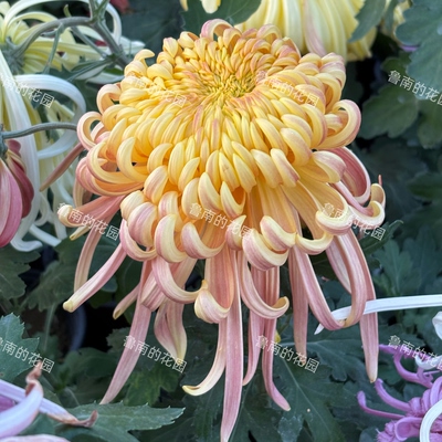 鲁南的花园2C组 国华大菊多品种穴盘苗想象 盘龙冲天 对版