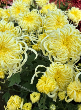 鲁南的花园大菊花苗2A组 多品种穴盘苗包对版奶黄三友 国华常春