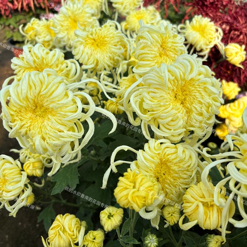 鲁南的花园大菊花苗2A组 多品种穴盘苗包对版奶黄三友 国华常春