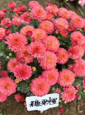鲁南的花园 4A组 花园球菊千头菊穴盘苗多品种对版多年生宿根
