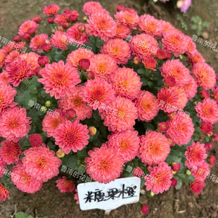 鲁南的花园 4A组 花园球菊千头菊穴盘苗多品种对版多年生宿根