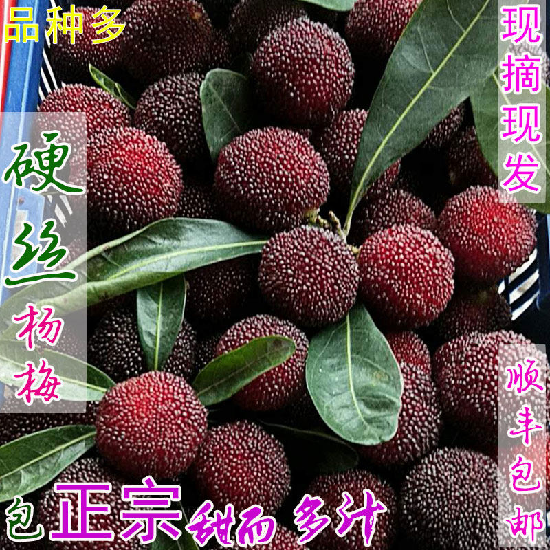 硬丝杨梅现摘新鲜大粒乌梅酸甜金灶当季水果泡酒炸汁晒干广东顺丰