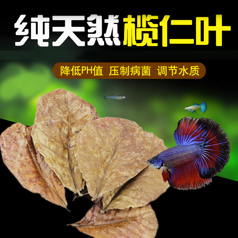 斗鱼榄仁叶懒人叶小型热带鱼龙鱼乌龟虾缸水族ph值天然榄树叶